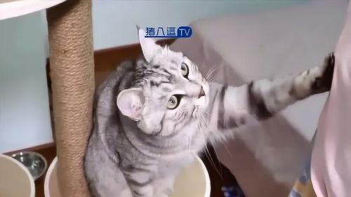 猫咪爆料视频大全下载免费,萌宠瞬间，欢乐无限免费下载  第2张
